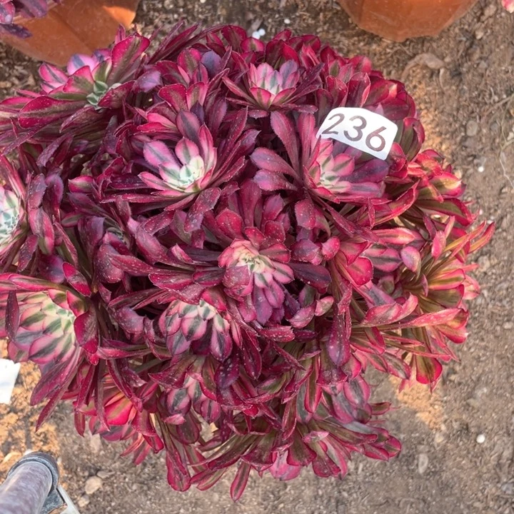 默****）236多肉植物红铜白