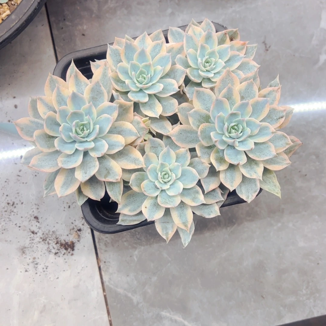 斜***至多肉植物组合盆栽