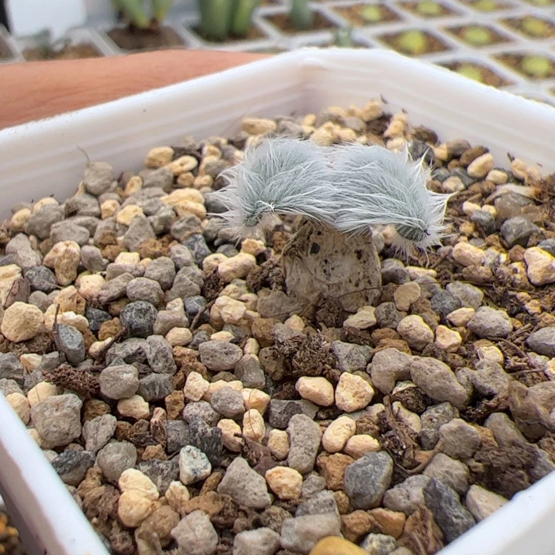 12.17毛蛋多肉植物12