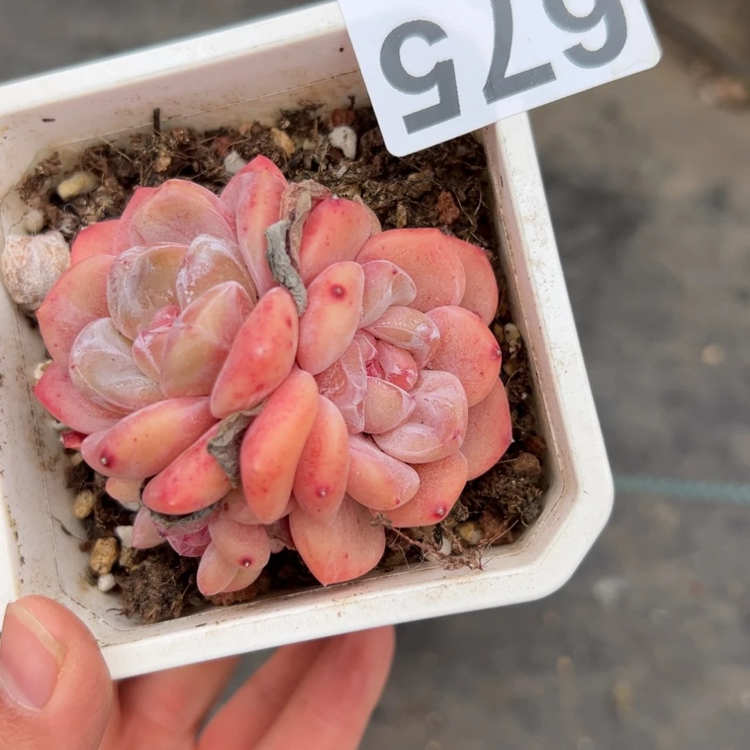 婷*675 多肉植物组合盆栽