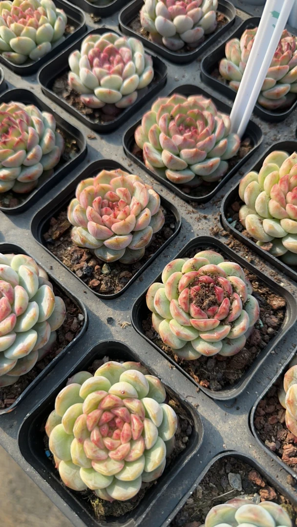 葡萄珍妮多肉植物 脱土