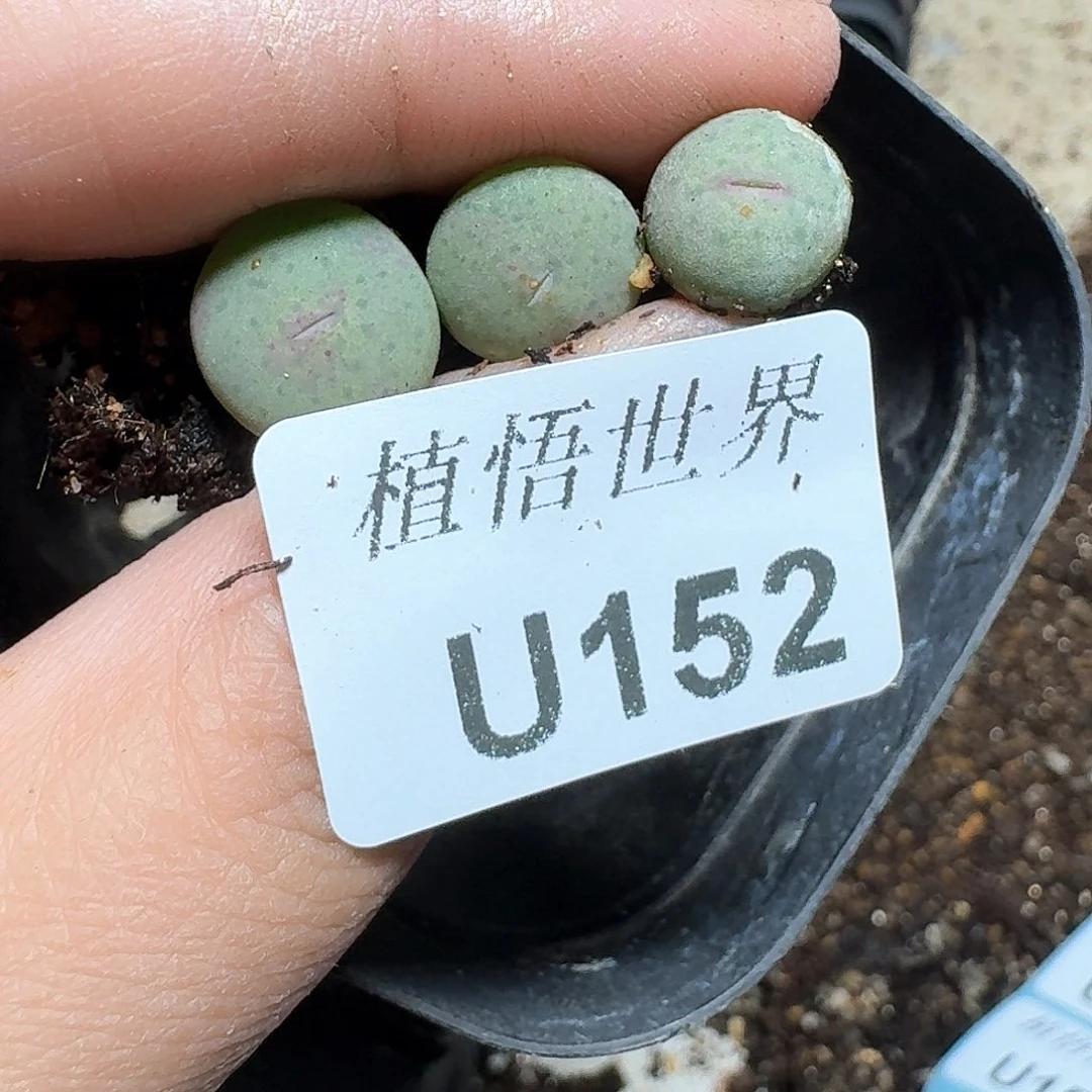 152号多肉植物哇f f