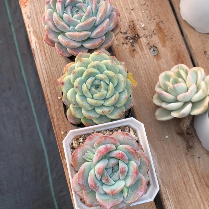 专拍多肉植物的一