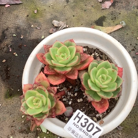 凤杂307 全场亏本处理退款拉黑7/8天发货