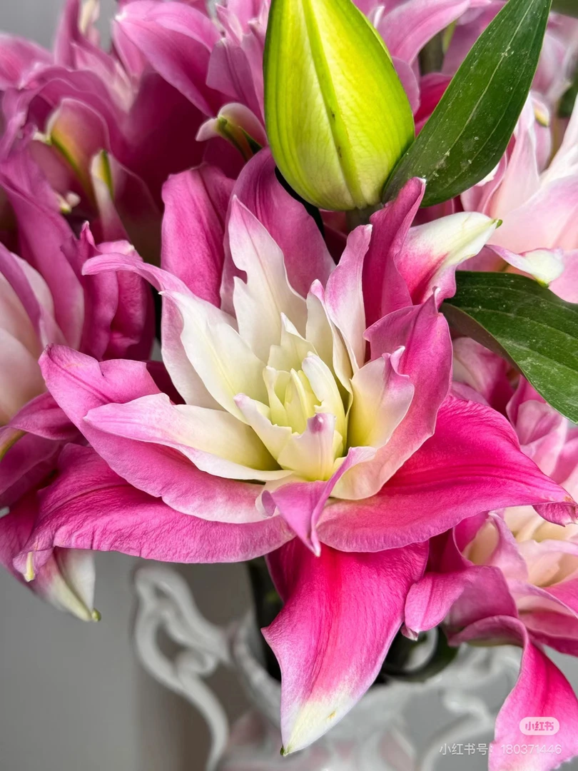 8号红丝带百合混头，我要买我不售后