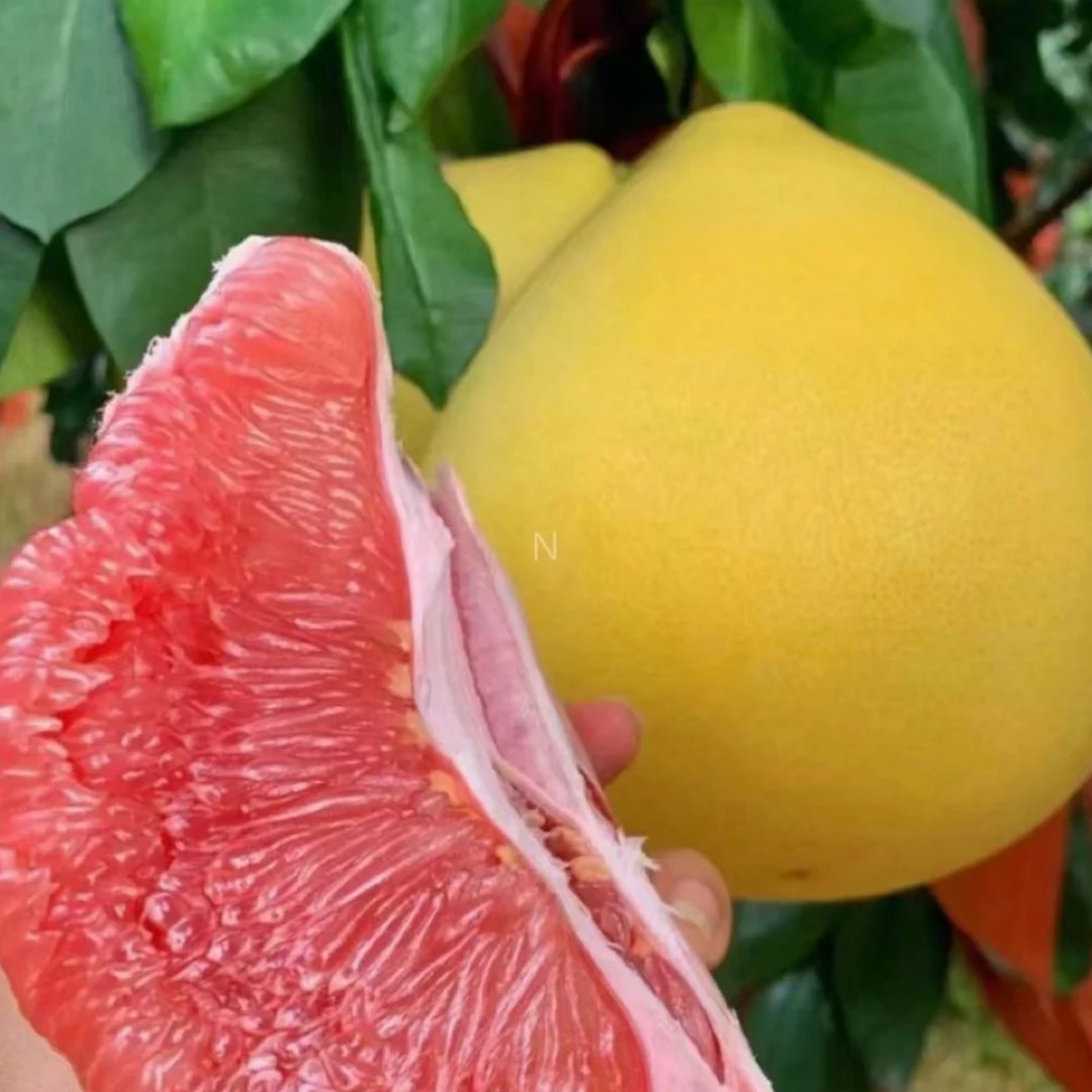 梅州三红柚红心蜜柚新鲜当季水果皮薄鲜甜多汁顺丰包邮