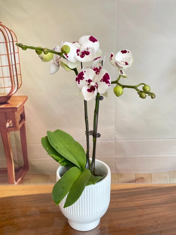 蝴蝶兰【安祖系列.奶牛】3.5寸杯 适合室内种植观赏送礼