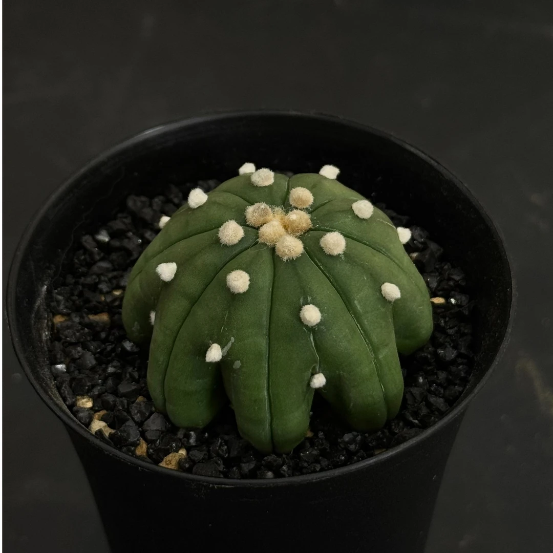 星兜懒人植物指纹海星