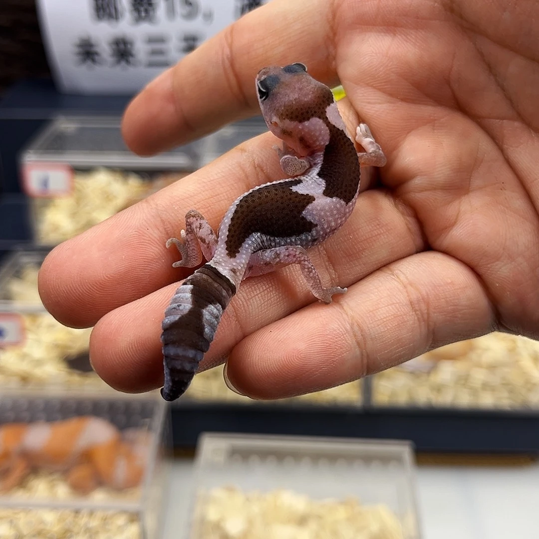 肥尾守宫奥祖h焦母