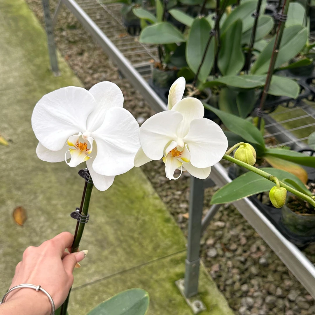 【科隆大白】3.0杯 白色系蝴蝶兰（微瑕）