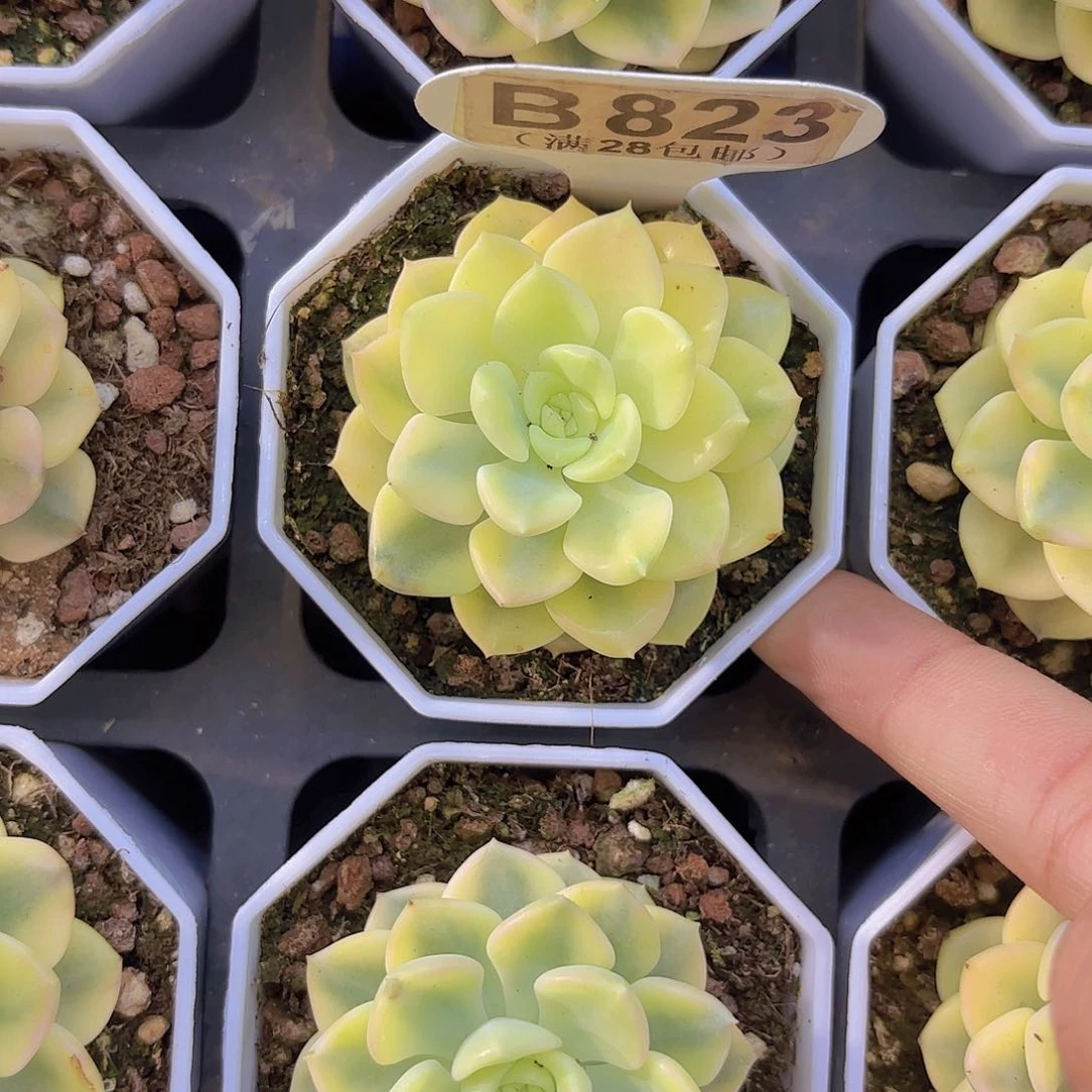 B823粉布偶锦一物一拍