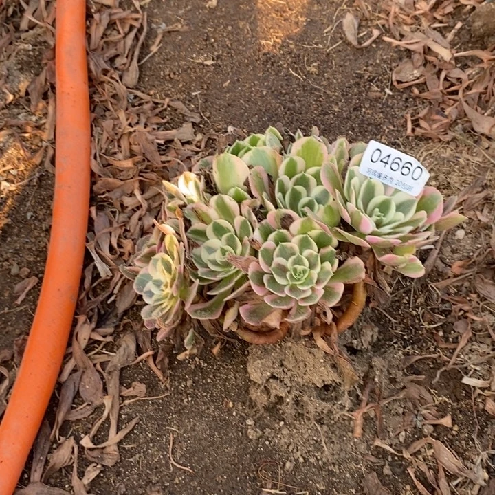 04660女郎多肉植物