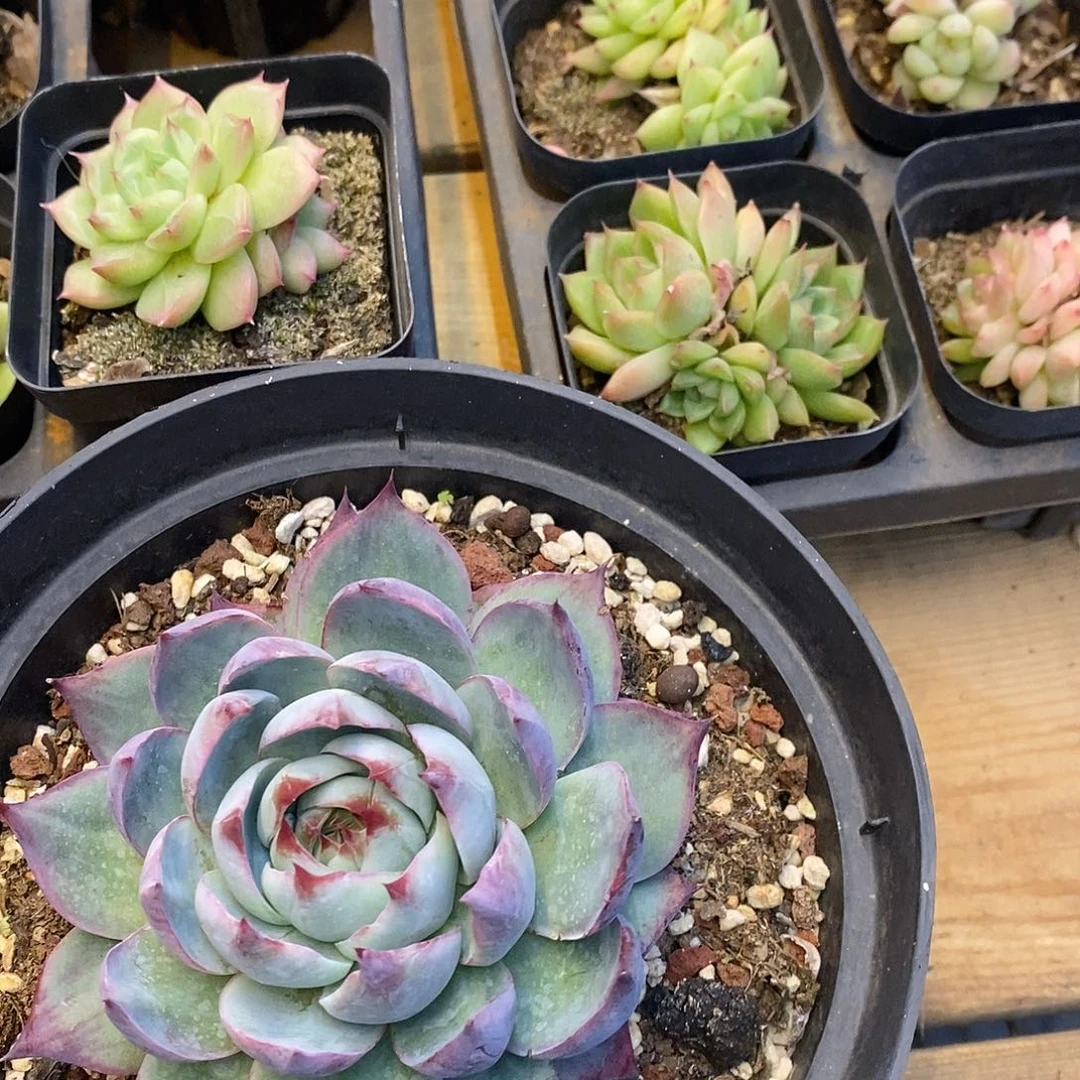 大盆惊鸿，福利多多