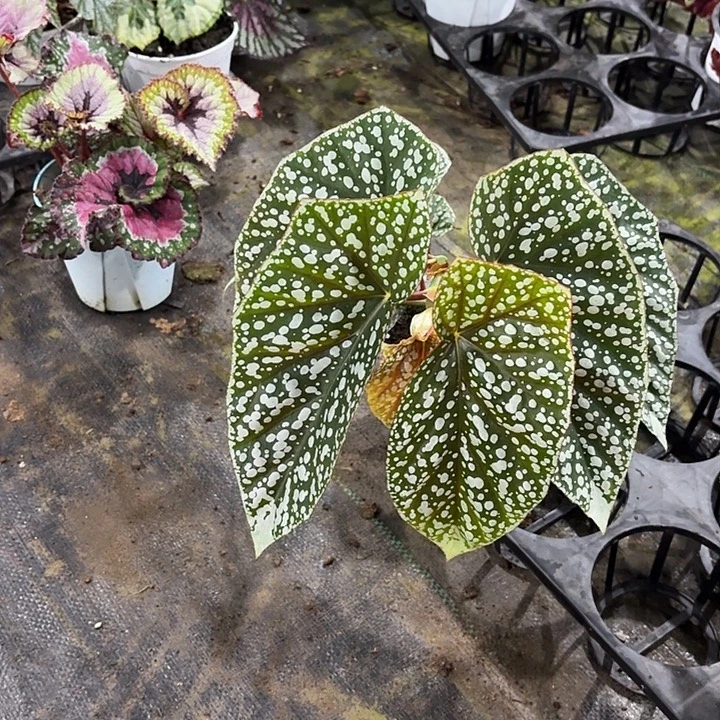 完全开放富士山秋海棠