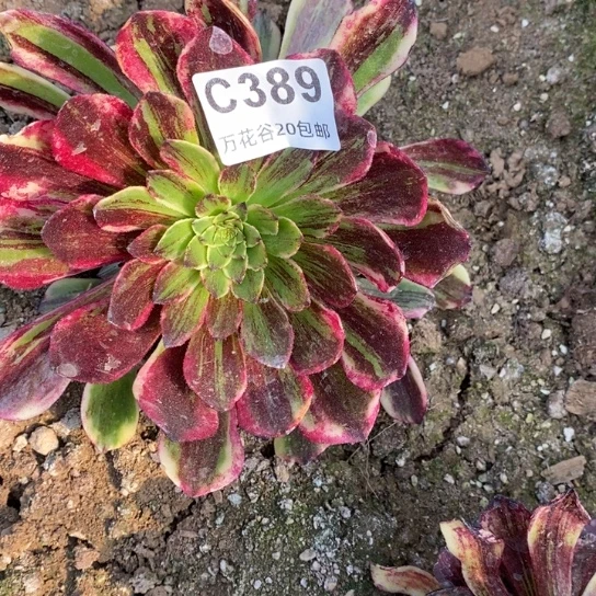 389莫兰迪多肉植物