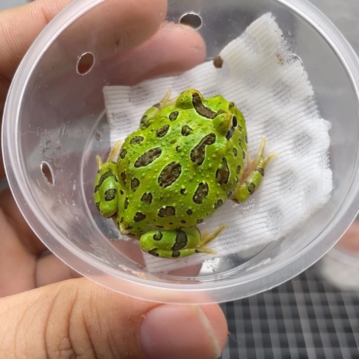 角蛙微瑕歪尾钟角050