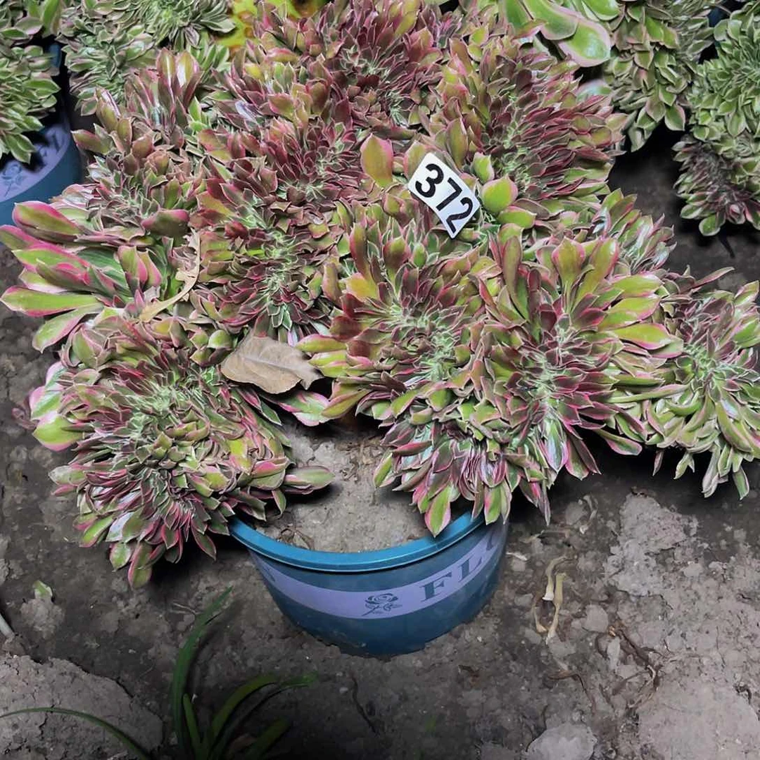 法师法师15–45包邮法师