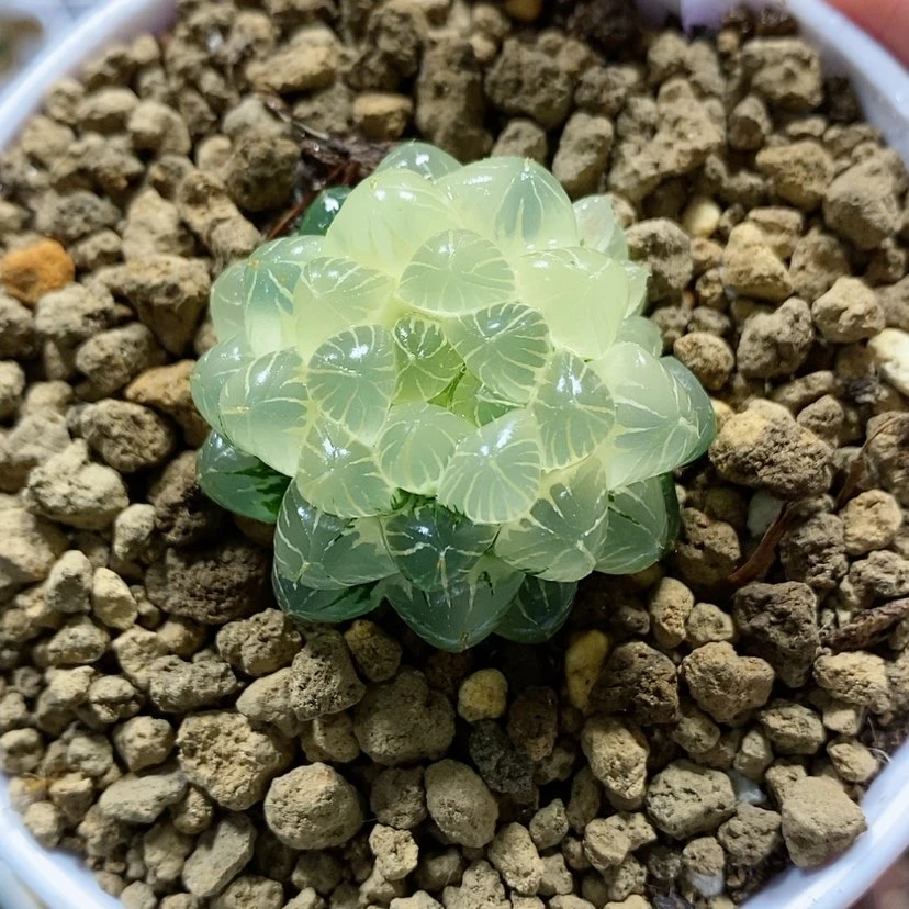 【闪购商品】68糊斑小叶姬锦