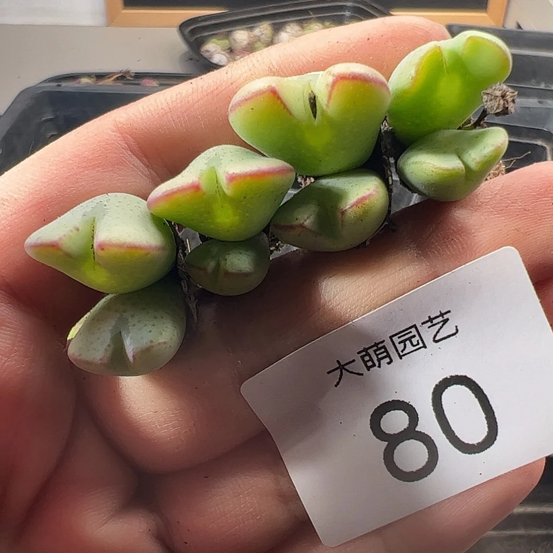 一物一拍。        80