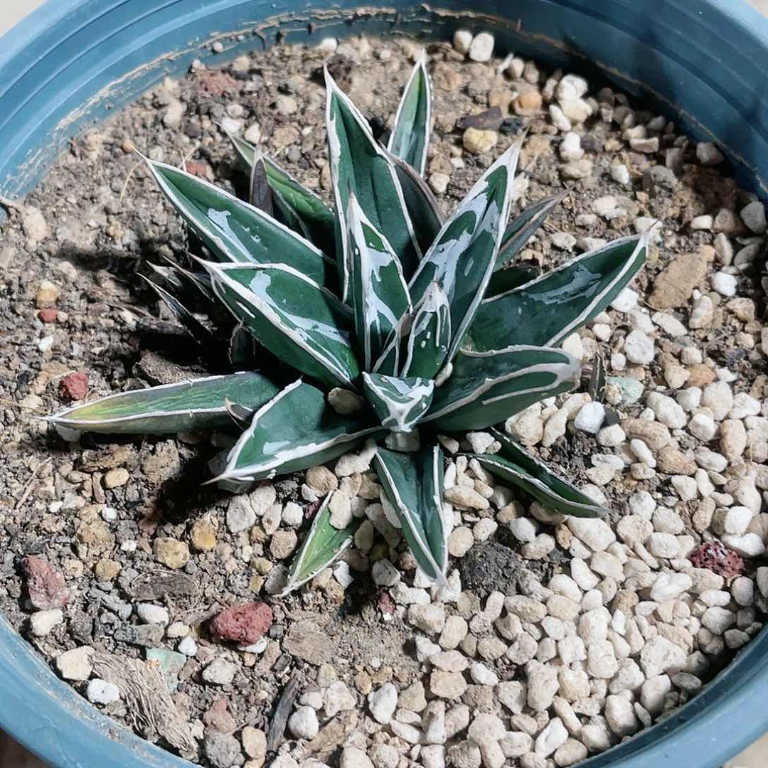 8**5大型浓白头小苗龙舌兰包邮