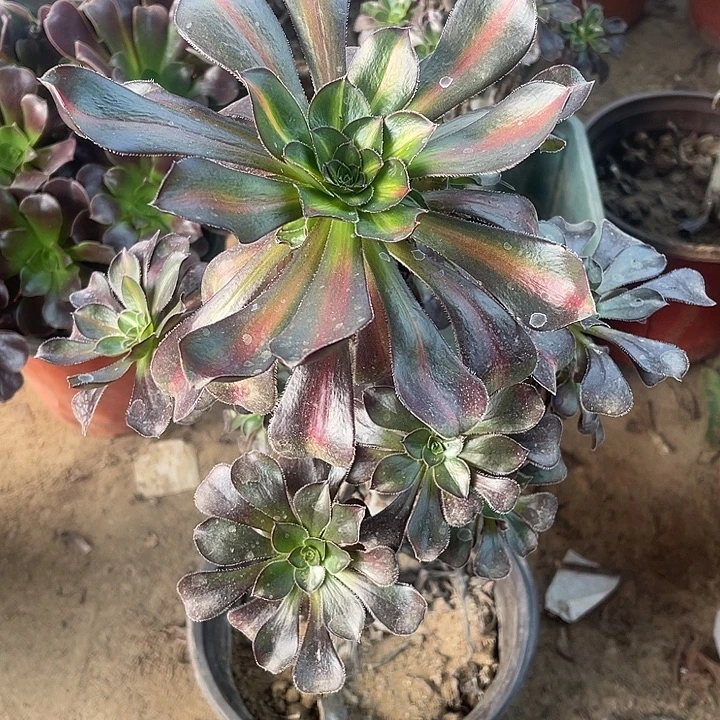 花脸玫瑰玫瑰玫瑰