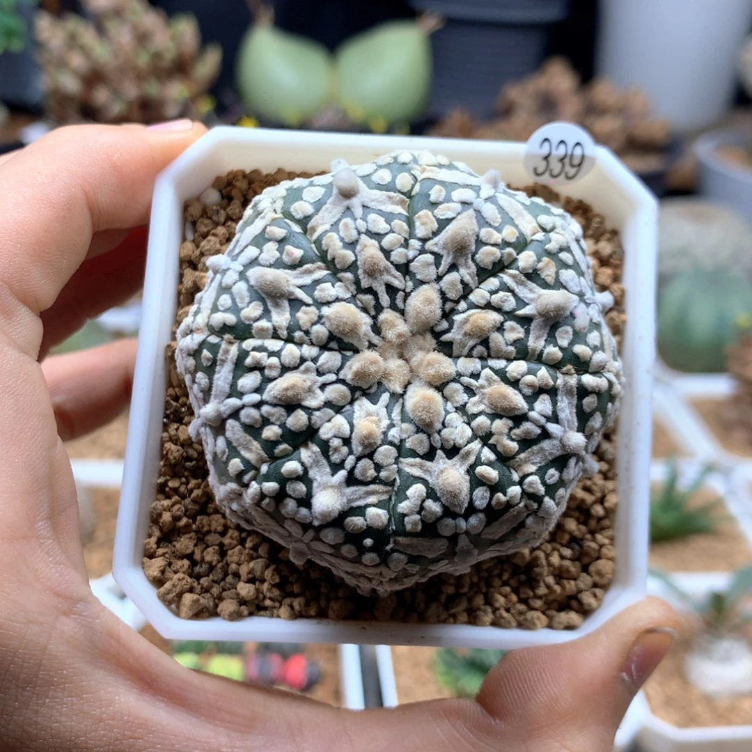 实生v兜脱土发货5.4cm