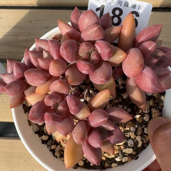 桃花源            多肉植物