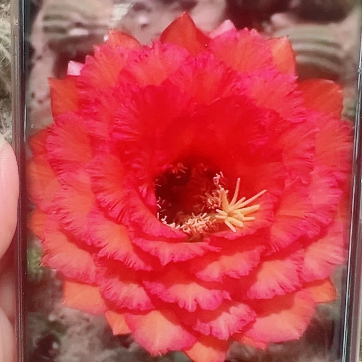 毛花柱  707  15公分左右  瑕疵