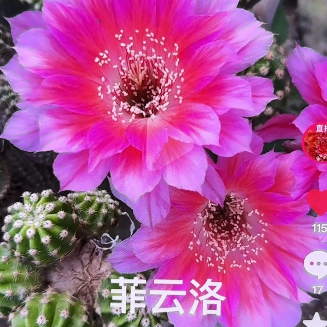 菲云洛丽花无根侧牙20包邮16