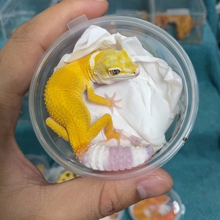 豹纹守宫贝尔阳光柠檬