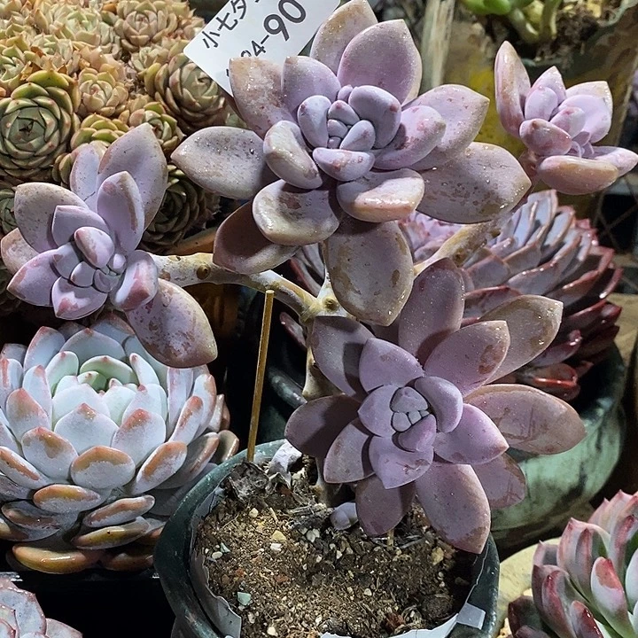 小七夕多肉桃霜90