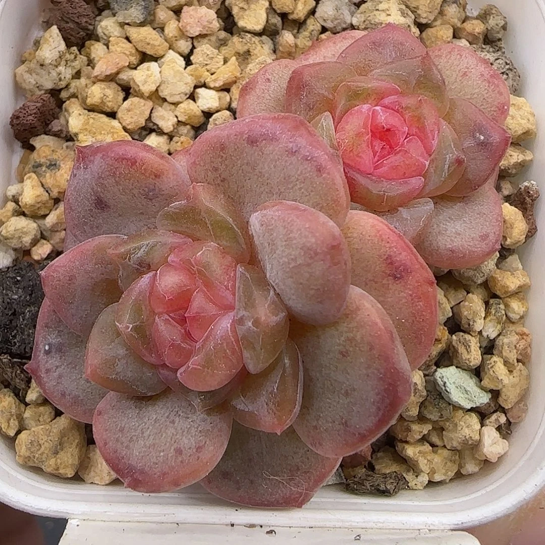 488不保整【满29包邮非偏远】