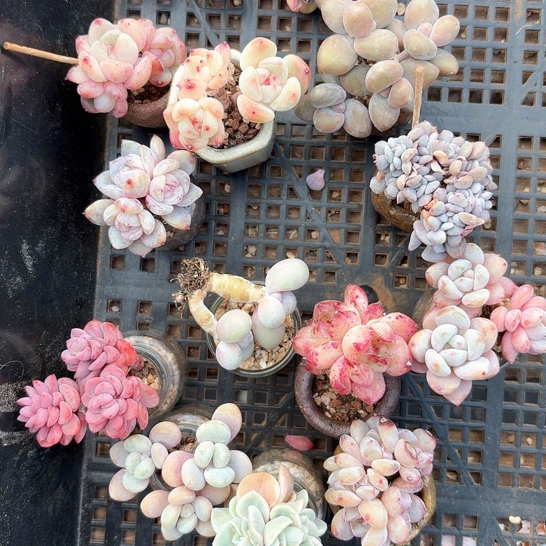 ?***?多肉卡卡米一起12多肉