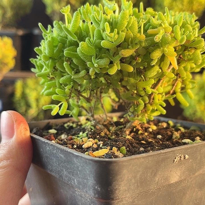 比耶金桔   金3。