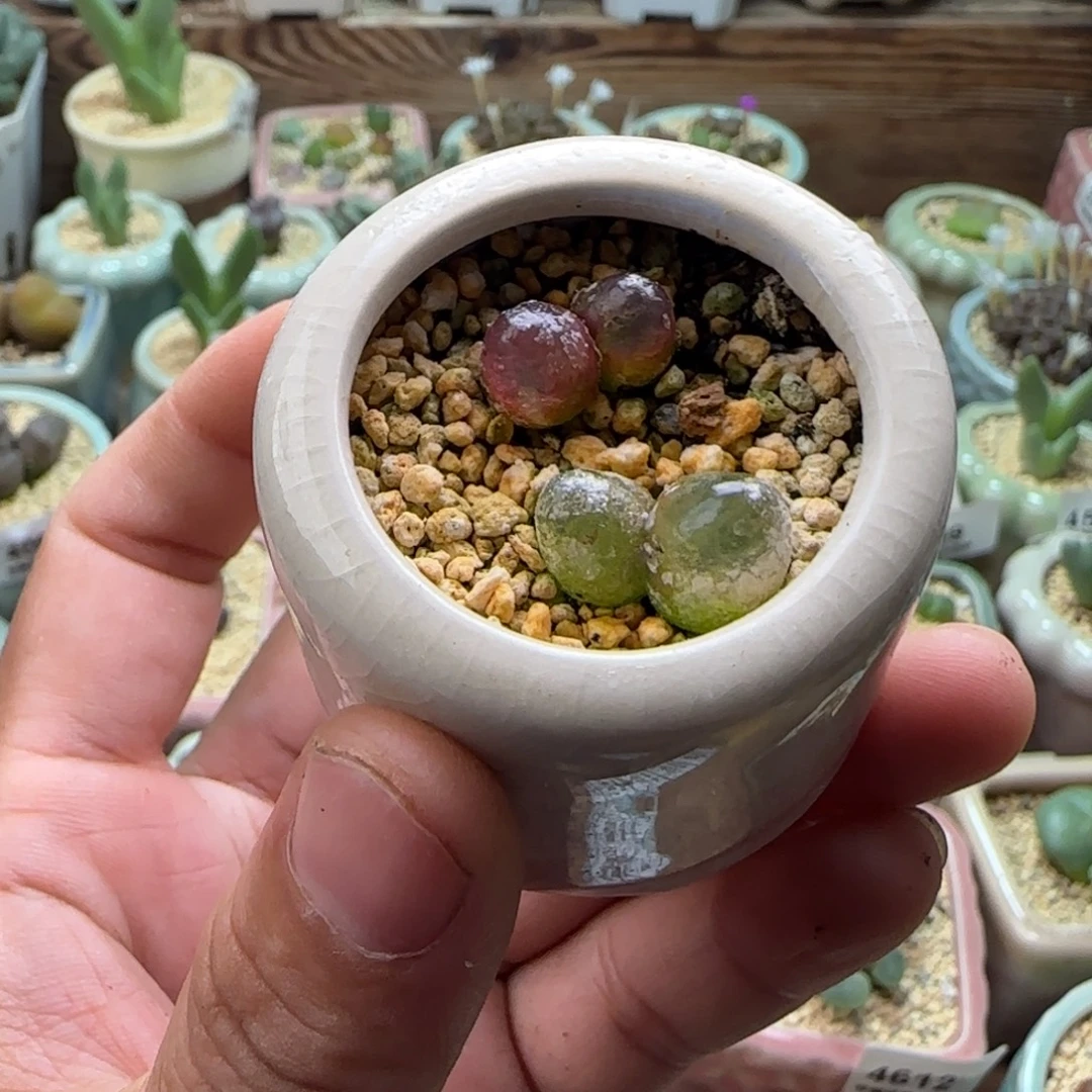 4822-/一物一拍 带盆