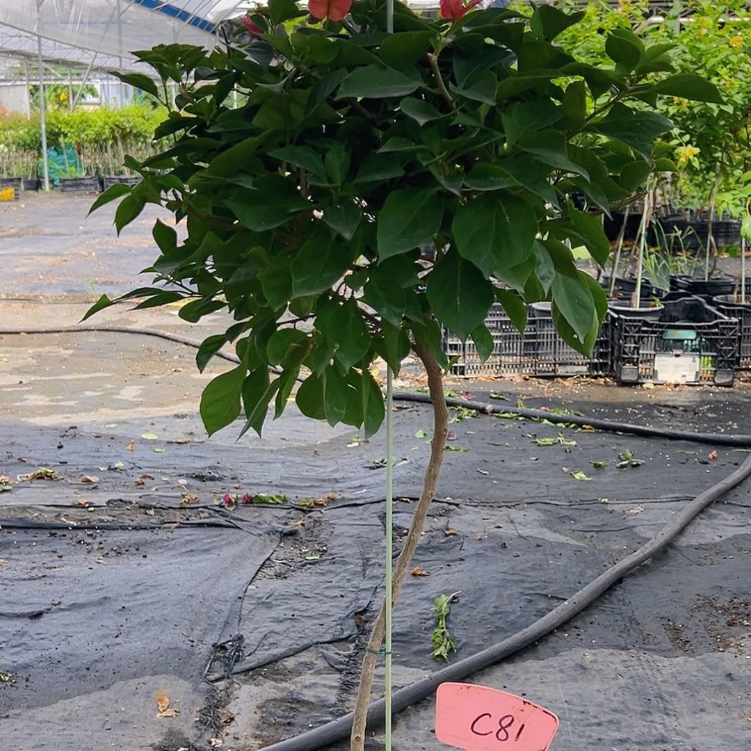 温***唇当前无花栽培后可以开花C81佩德罗