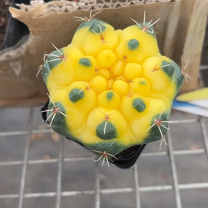 我也不知道我为什么要这样