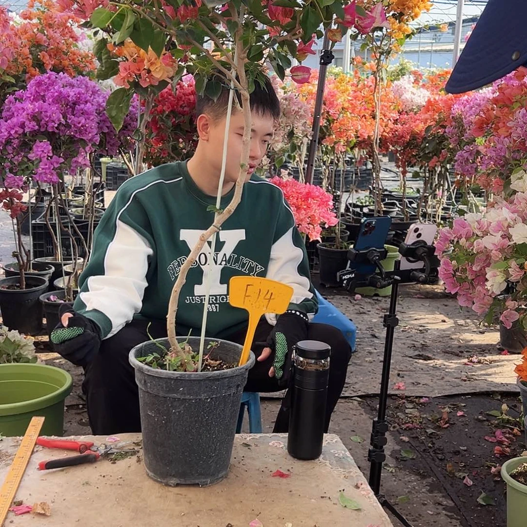 柳***娘大部分花苞少量开放F14金尧