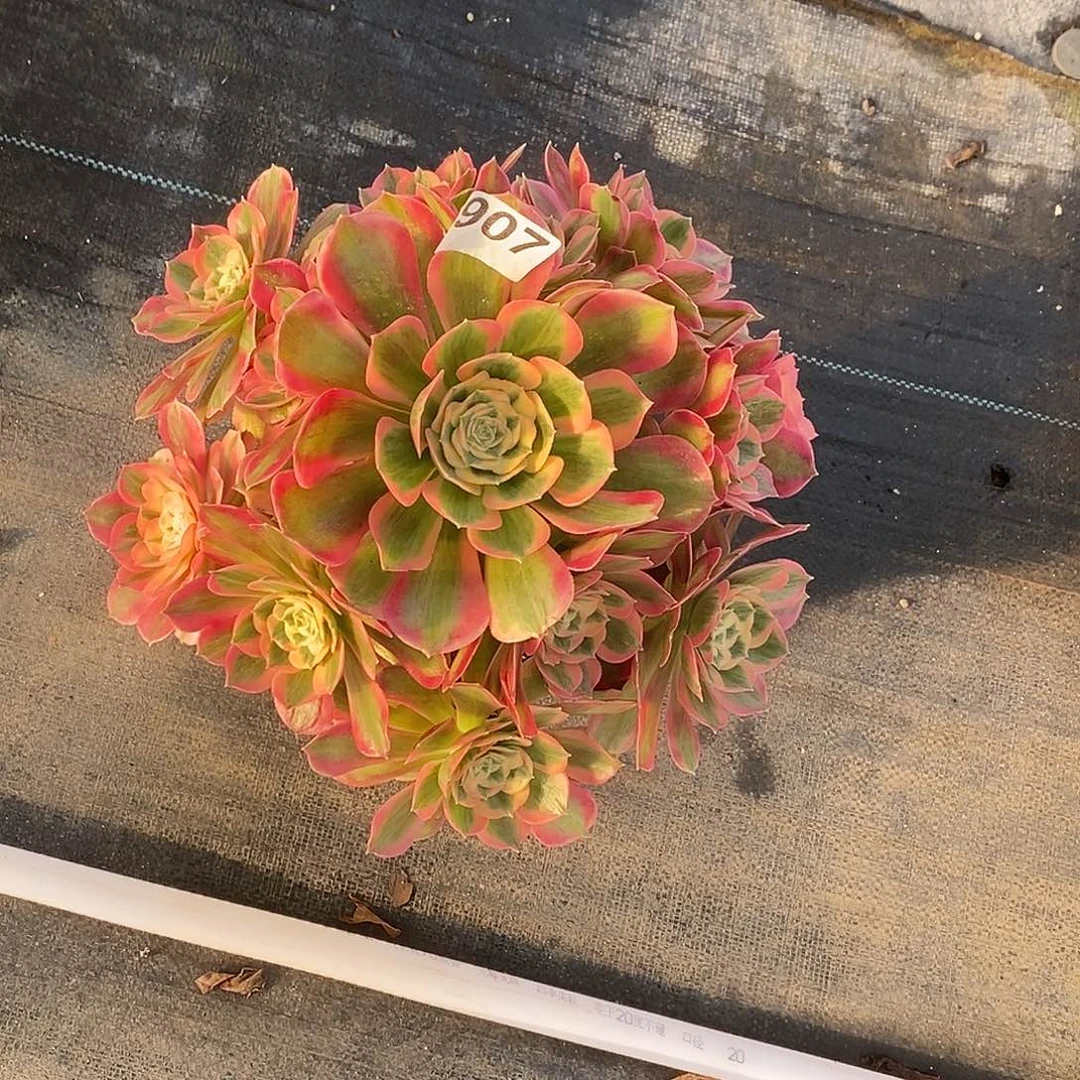 907七彩石冠服30公分