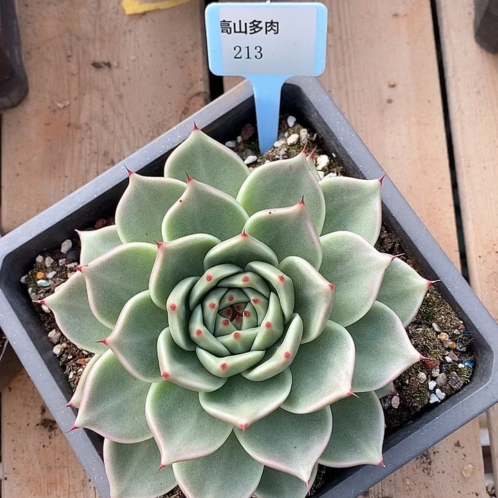 D213-直播福利 东云