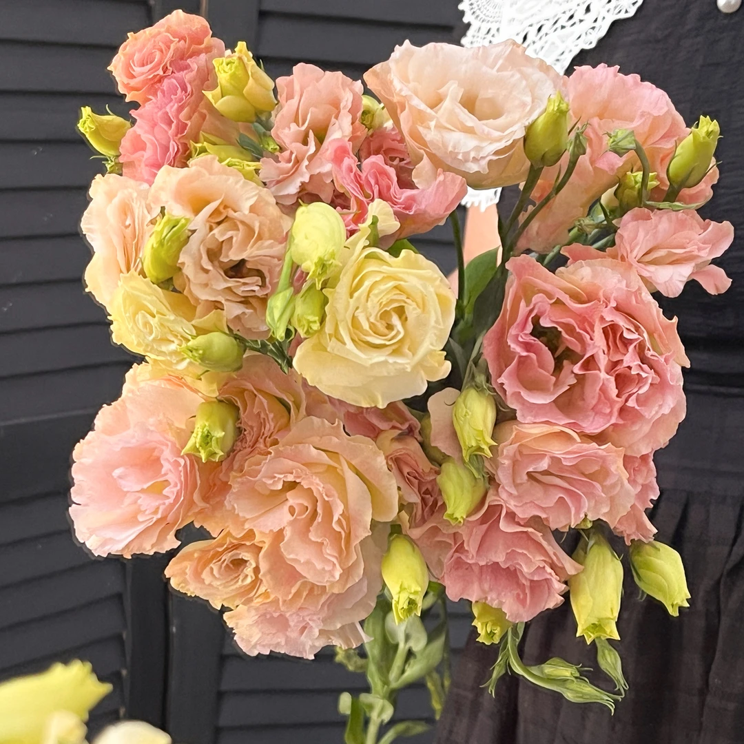 香槟色洋桔梗400g云南基地直发家用鲜切花 两单包邮京东冷链