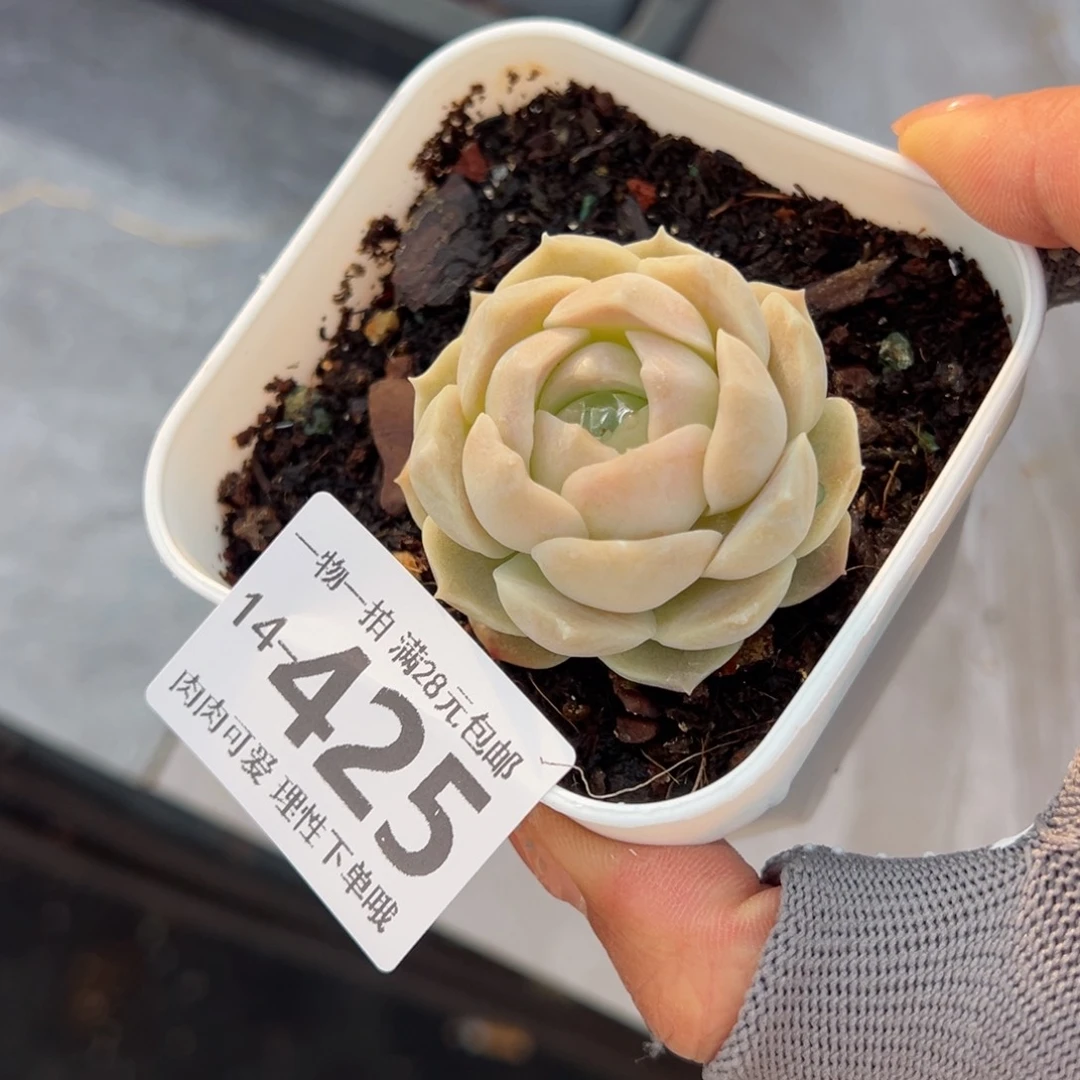 梦幻泡影多肉多肉多肉多肉