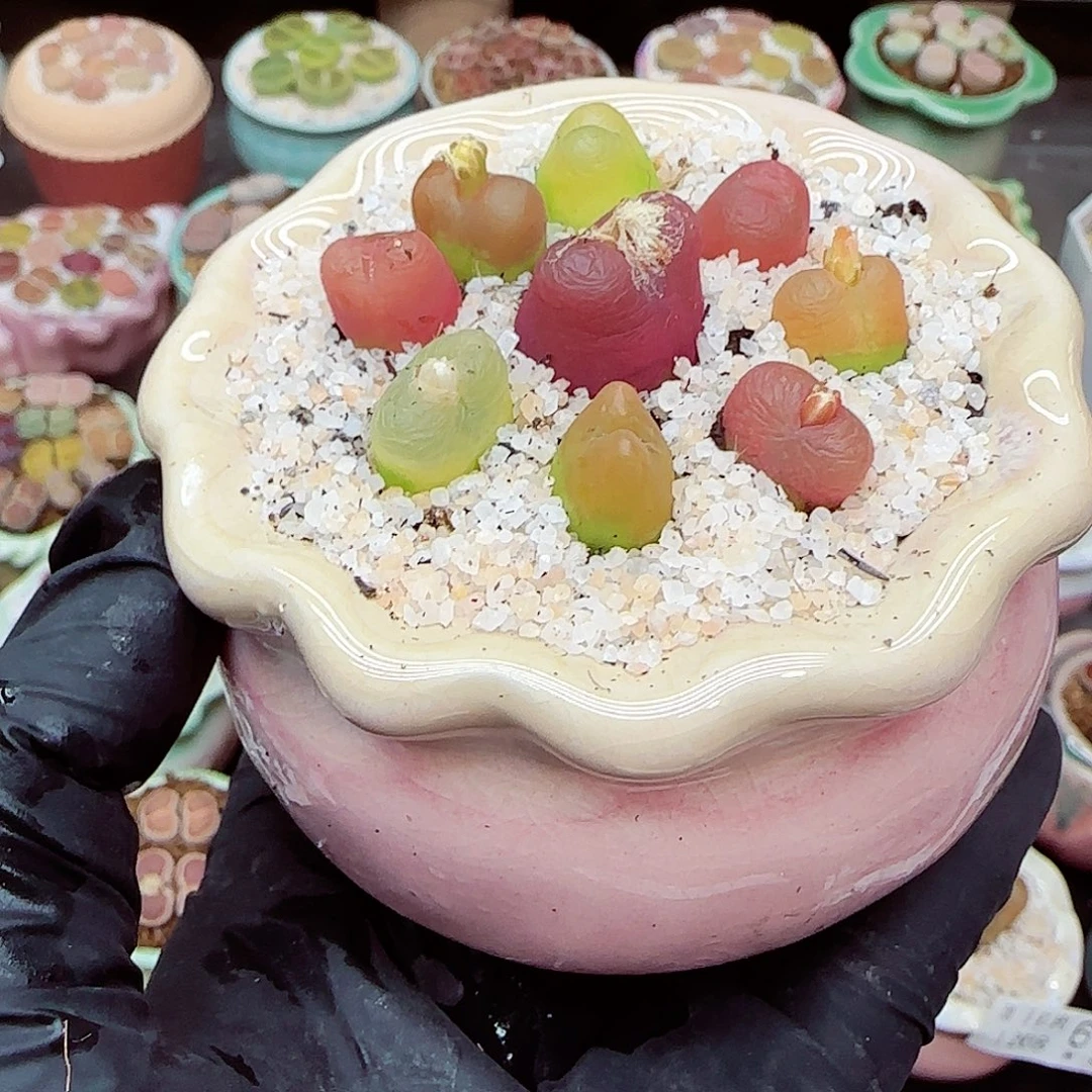 生石花满18包邮1208-72