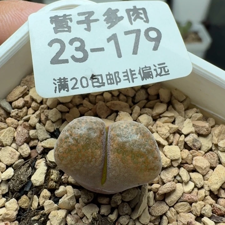 蛋糕1807.8带盆土。