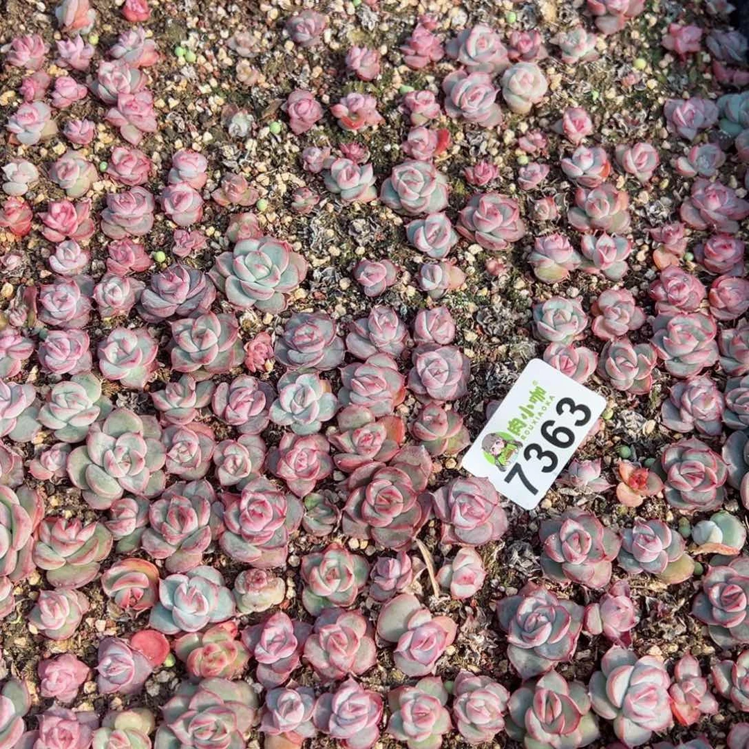 修****?多肉植物多肉植物