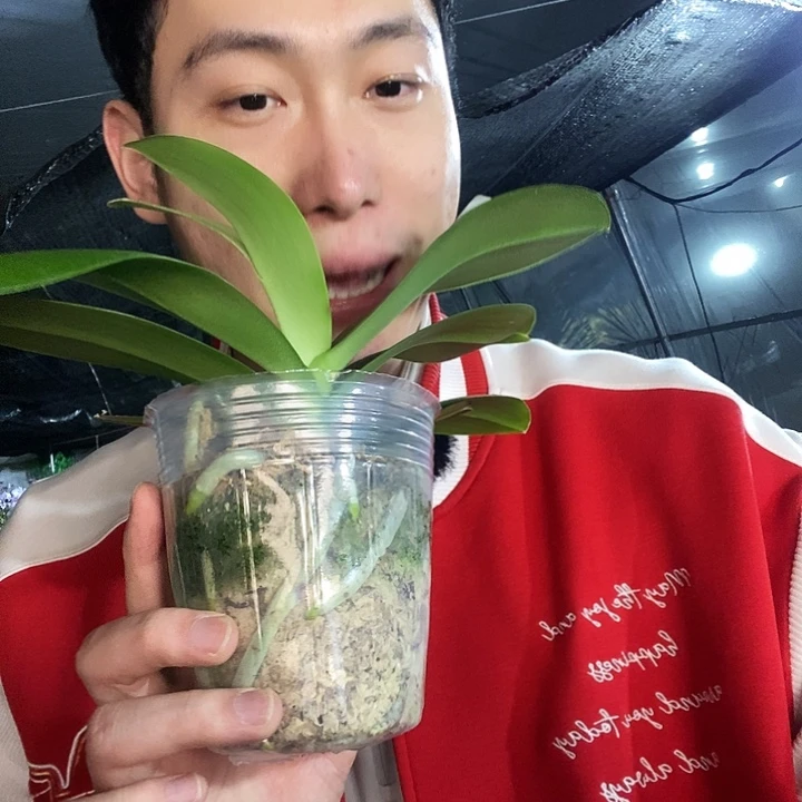 无花朵油画蝴蝶兰