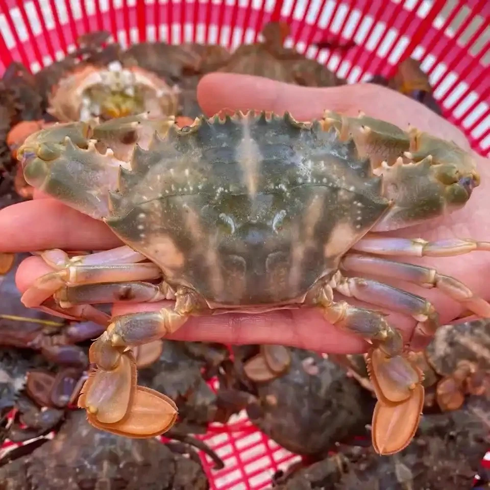 大大东港花盖蟹 3斤 【保鲜不保活】