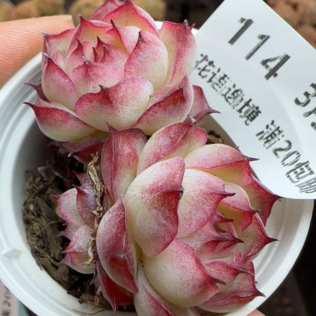 花语逸镜0311-114