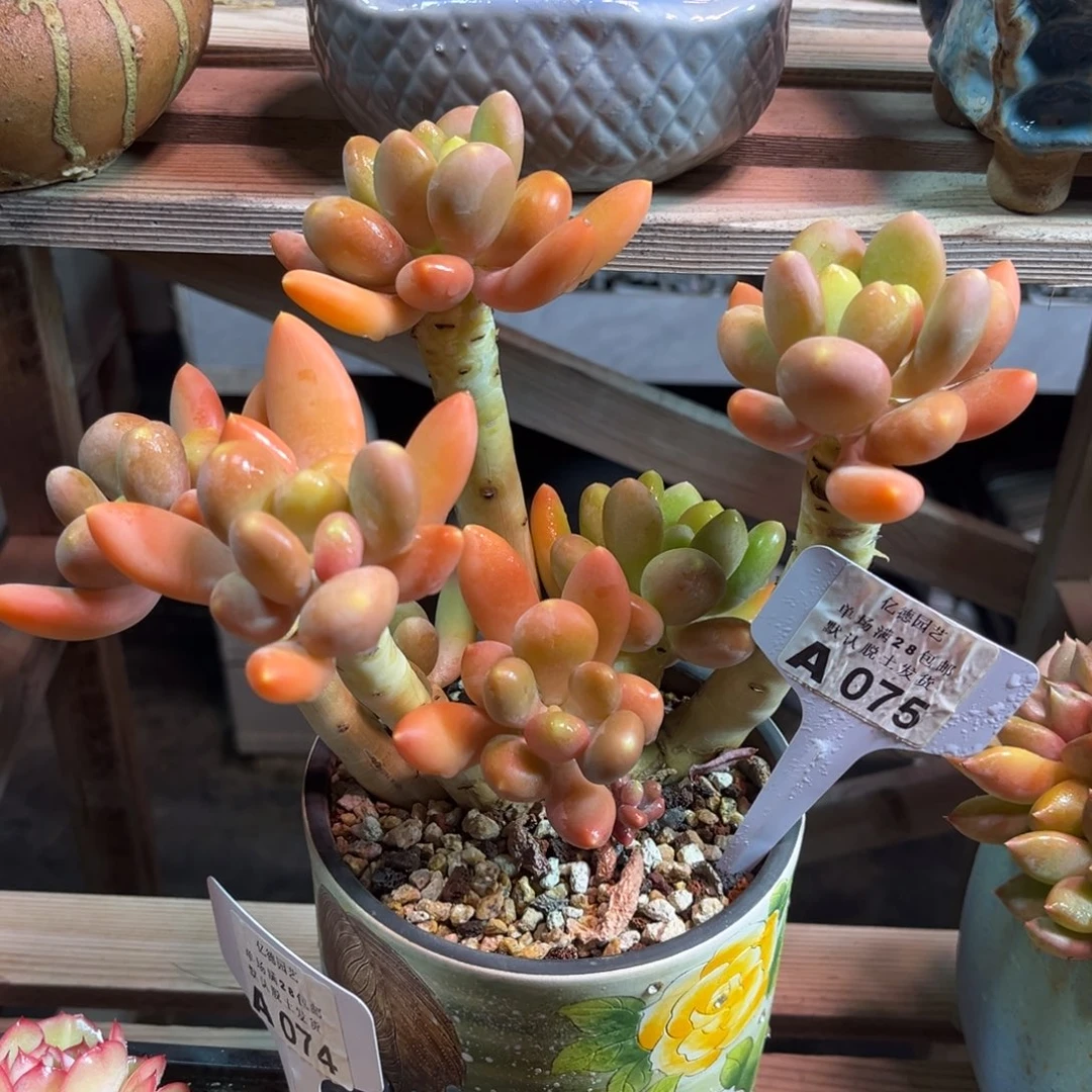 圆叶金蟾funvyayayaoulvma