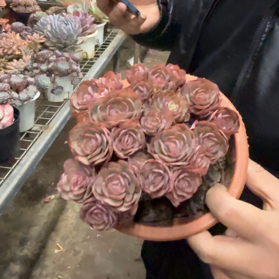 小叶秀妍多头群生